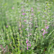 WALL GERMANDER SEEDS (Teucrium Chamaedris) PERENNIAL HERB - Caribbean garden seed