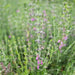 WALL GERMANDER SEEDS (Teucrium Chamaedris) PERENNIAL HERB - Caribbean garden seed