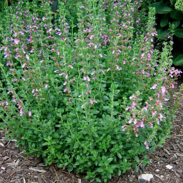 WALL GERMANDER SEEDS (Teucrium Chamaedris) PERENNIAL HERB - Caribbean garden seed