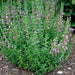 WALL GERMANDER SEEDS (Teucrium Chamaedris) PERENNIAL HERB - Caribbean garden seed