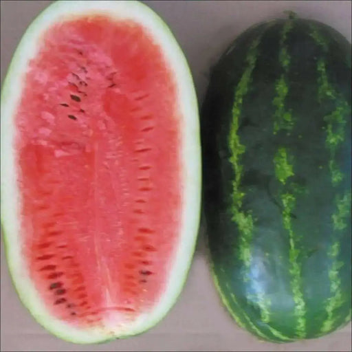 Watermelon Seeds - 'All Sweet" Citrullus lanatus - Caribbean garden seed