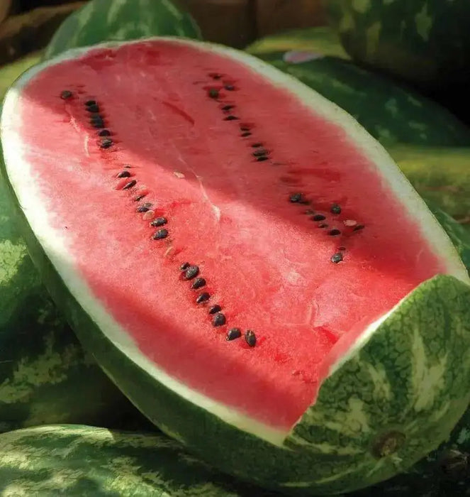 Watermelon Seeds - 'All Sweet" Citrullus lanatus - Caribbean garden seed