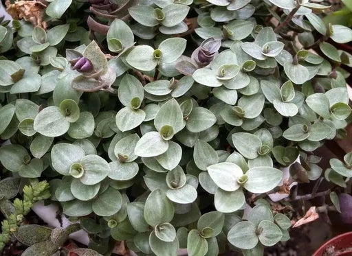 Wandering Jew BOUVIAN  (3 LIVE PLANTS) HOUSEPLANT ,PERENNIAL VINE - Caribbean garden seed