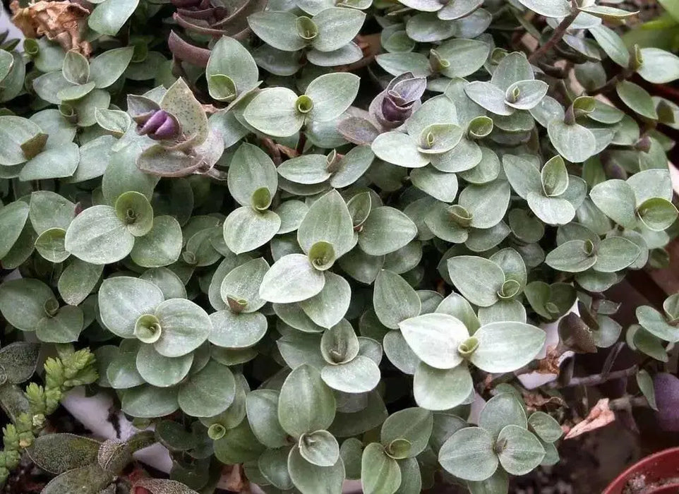 Wandering Jew BOUVIAN  (3 LIVE PLANTS) HOUSEPLANT ,PERENNIAL VINE - Caribbean garden seed