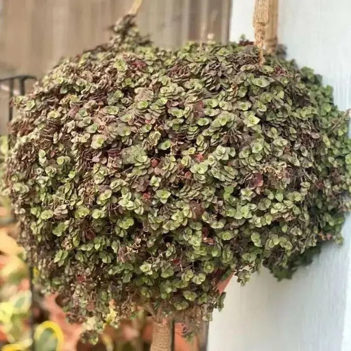 Wandering Jew BOUVIAN  (3 LIVE PLANTS) HOUSEPLANT ,PERENNIAL VINE - Caribbean garden seed