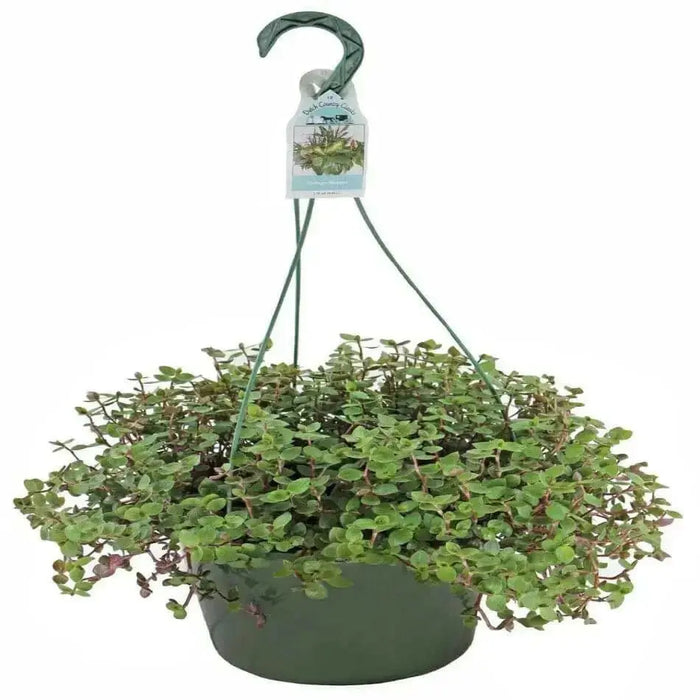 Wandering Jew BOUVIAN  (3 LIVE PLANTS) HOUSEPLANT ,PERENNIAL VINE - Caribbean garden seed