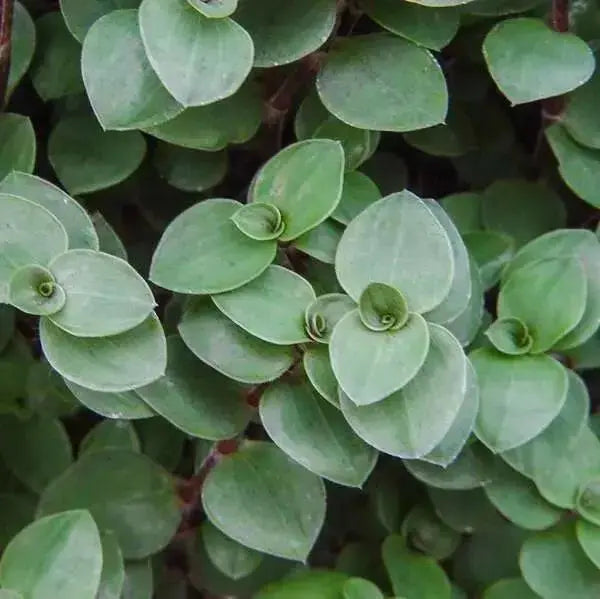Wandering Jew BOUVIAN  (3 LIVE PLANTS) HOUSEPLANT ,PERENNIAL VINE - Caribbean garden seed