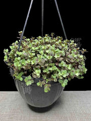 Wandering Jew BOUVIAN  (3 LIVE PLANTS) HOUSEPLANT ,PERENNIAL VINE - Caribbean garden seed