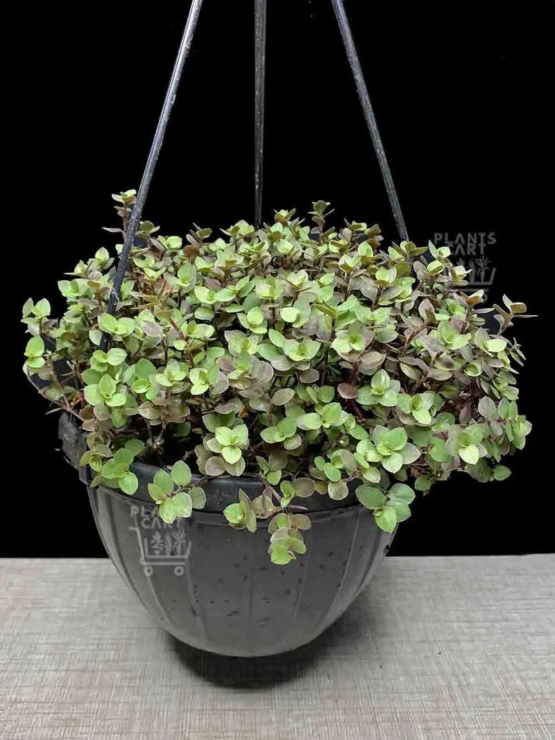 Wandering Jew BOUVIAN  (3 LIVE PLANTS) HOUSEPLANT ,PERENNIAL VINE - Caribbean garden seed