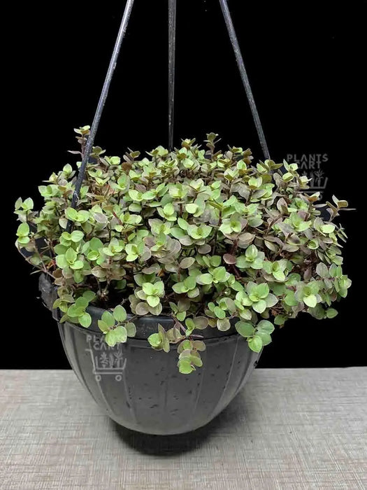 Wandering Jew BOUVIAN  (3 LIVE PLANTS) HOUSEPLANT ,PERENNIAL VINE - Caribbean garden seed