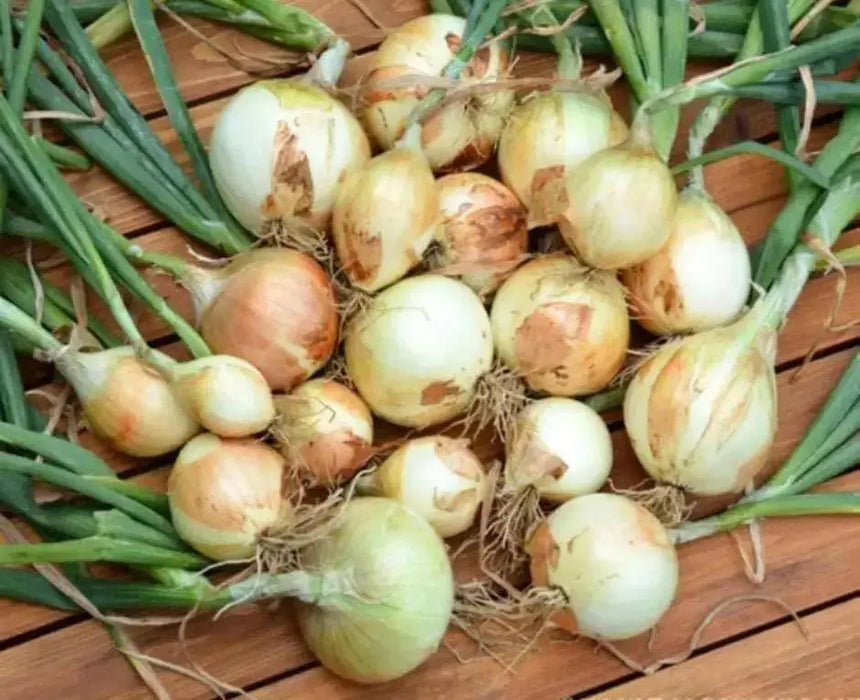 Walla Walla Sweet Onion Seeds - Organic Non-GMO  - Open-Pollinated, - Caribbean garden seed