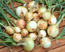 Walla Walla Sweet Onion Seeds - Organic Non-GMO  - Open-Pollinated, - Caribbean garden seed