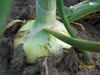 Walla Walla Sweet Onion Seeds - Organic Non-GMO  - Open-Pollinated, - Caribbean garden seed