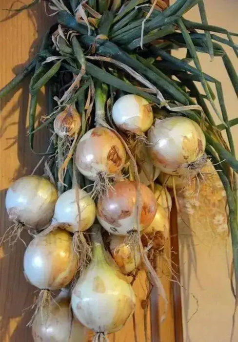Walla Walla Sweet Onion Seeds - Organic Non-GMO  - Open-Pollinated, - Caribbean garden seed