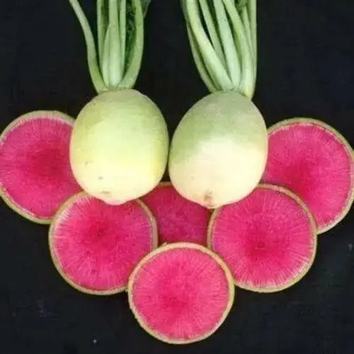 Watermelon Radish ,Red Meat (OP)  Asian Vegetable - Caribbean garden seed