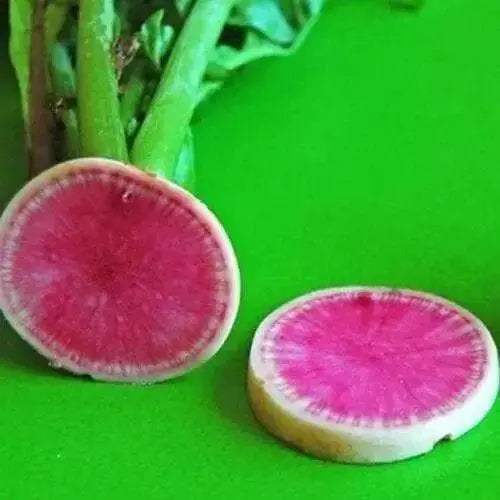 Watermelon Radish ,Red Meat (OP)  Asian Vegetable - Caribbean garden seed