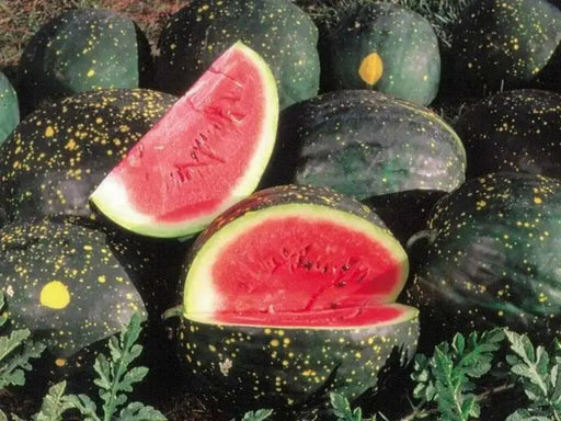 Watermelon seeds -- Moon & Stars - Red ~ Certified Organic ~ Non-GMO Heirloom Seeds - Caribbean garden seed