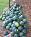 Watermelon seeds, icebox watermelon, Sugar Baby- non-GMO Heirloom ! - Caribbean garden seed