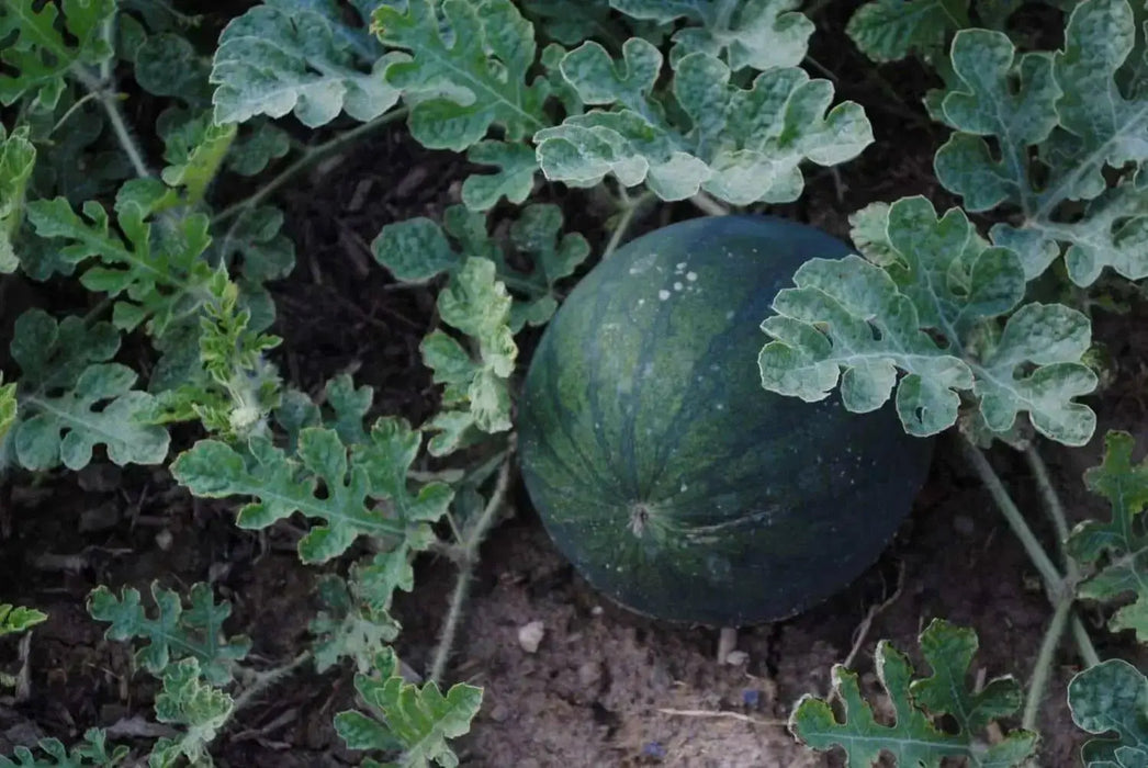 Watermelon seeds, icebox watermelon, Sugar Baby- non-GMO Heirloom ! - Caribbean garden seed