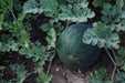 Watermelon seeds, icebox watermelon, Sugar Baby- non-GMO Heirloom ! - Caribbean garden seed