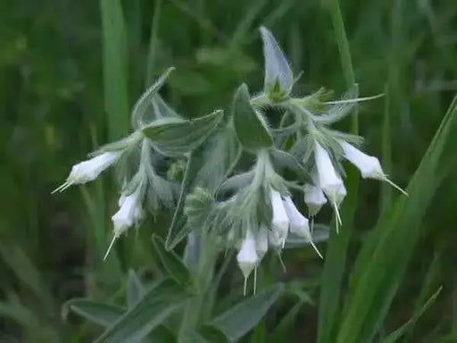 Western Marbleseed (Onosmodium molle) Softhair Marbleseed, Very Rare - Caribbean garden seed