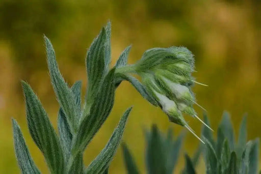Western Marbleseed (Onosmodium molle) Softhair Marbleseed, Very Rare - Caribbean garden seed
