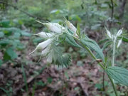 Western Marbleseed (Onosmodium molle) Softhair Marbleseed, Very Rare - Caribbean garden seed