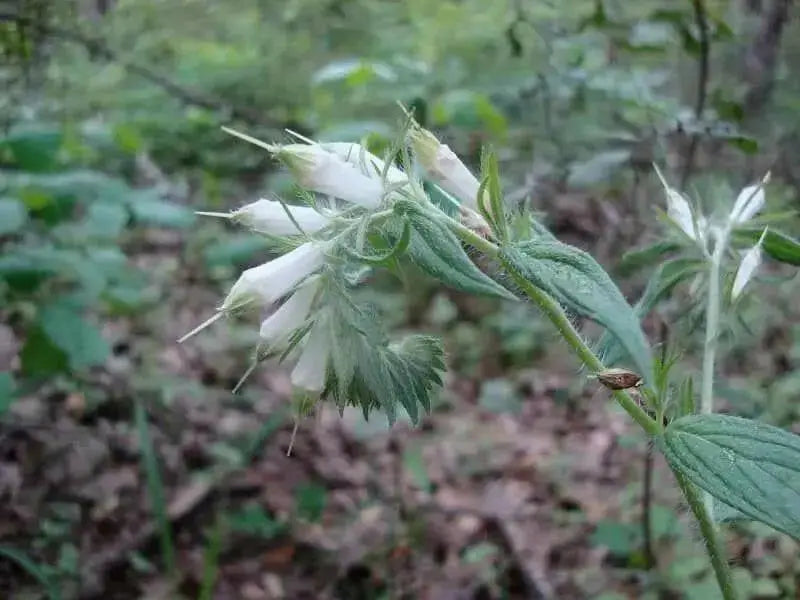 Western Marbleseed (Onosmodium molle) Softhair Marbleseed, Very Rare - Caribbean garden seed