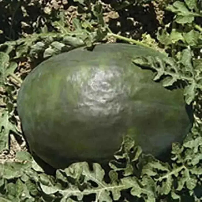 Watermelon Seeds- Black Diamond  Heirloom Non Gmo - Caribbean garden seed