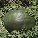 Watermelon Seeds- Black Diamond  Heirloom Non Gmo - Caribbean garden seed