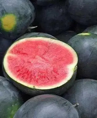 Watermelon Seeds- Black Diamond  Heirloom Non Gmo - Caribbean garden seed