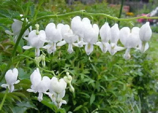 WHITE BLEEDING HEART (2 BARE ROOT PLANT) PERENNIAL FLOWERS - Caribbean garden seed
