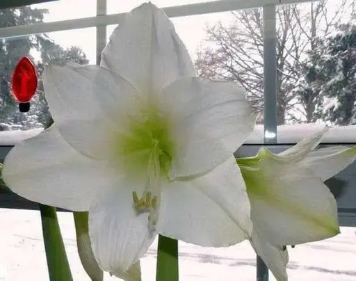 White Amaryllis Bulb ,grow indoors in the winter, Great Gift - Caribbean garden seed