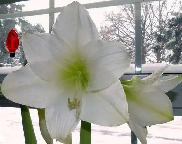 White Amaryllis Bulb ,grow indoors in the winter, Great Gift - Caribbean garden seed