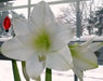 White Amaryllis Bulb ,grow indoors in the winter, Great Gift - Caribbean garden seed