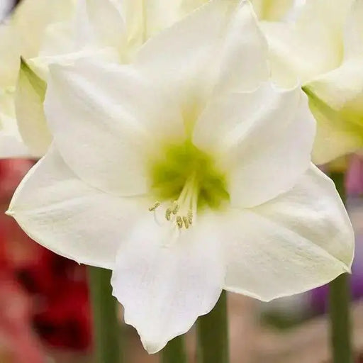 White Amaryllis Bulb ,grow indoors in the winter, Great Gift - Caribbean garden seed