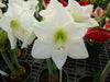 White Amaryllis Bulb ,grow indoors in the winter, Great Gift - Caribbean garden seed
