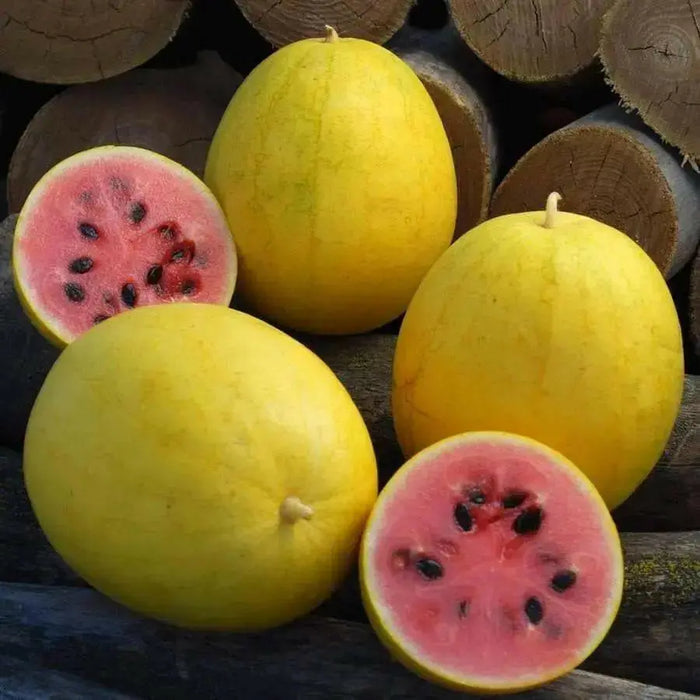 Watermelon seeds - Golden Midget (Citrullus lanatus) Non-GMO Heirloom ,Organic - Caribbean garden seed
