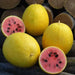 Watermelon seeds - Golden Midget (Citrullus lanatus) Non-GMO Heirloom ,Organic - Caribbean garden seed