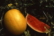 Watermelon seeds - Golden Midget (Citrullus lanatus) Non-GMO Heirloom ,Organic - Caribbean garden seed