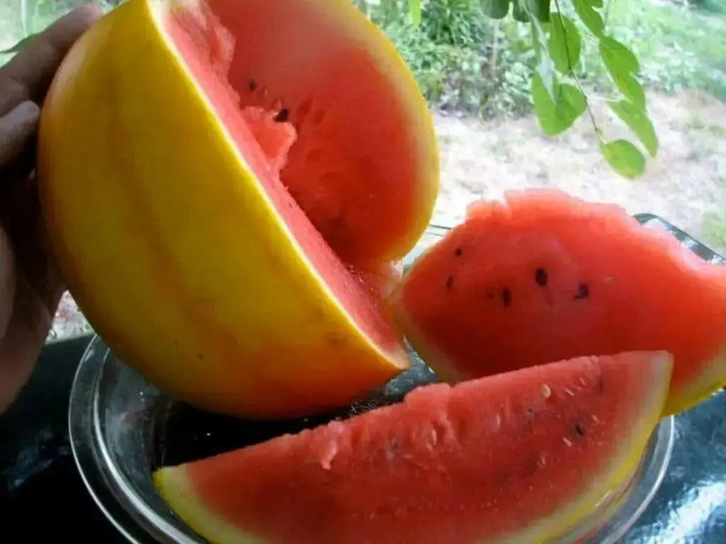 Watermelon seeds - Golden Midget (Citrullus lanatus) Non-GMO Heirloom ,Organic - Caribbean garden seed