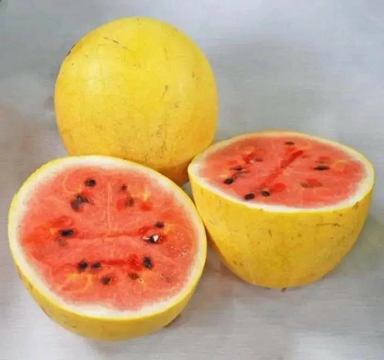Watermelon seeds - Golden Midget (Citrullus lanatus) Non-GMO Heirloom ,Organic - Caribbean garden seed