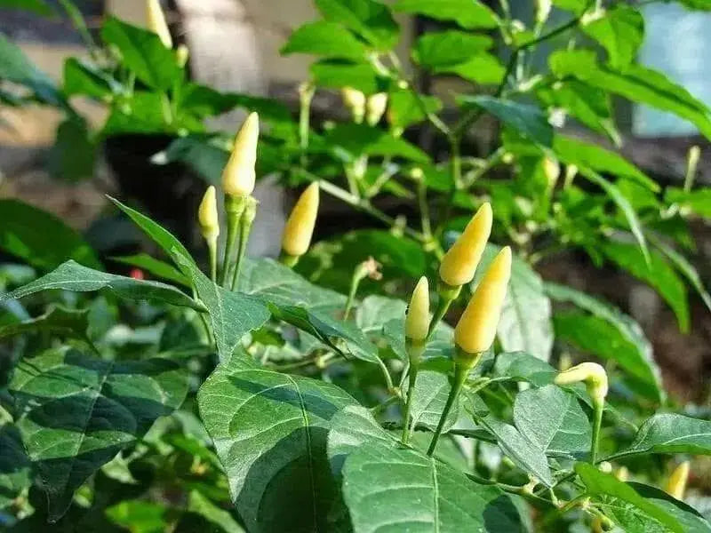 White birds eye chilly  (Capsicum annuum),VERY HOT - Caribbean garden seed
