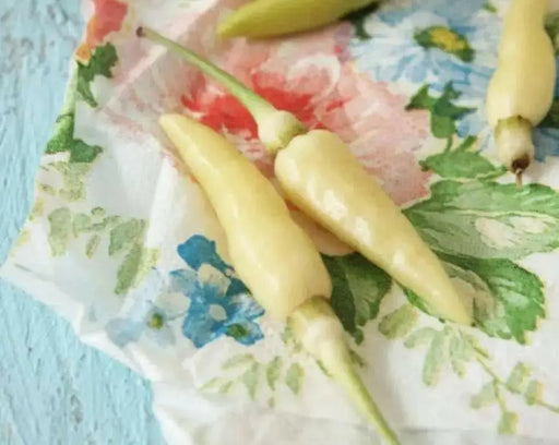 White birds eye chilly  (Capsicum annuum),VERY HOT - Caribbean garden seed