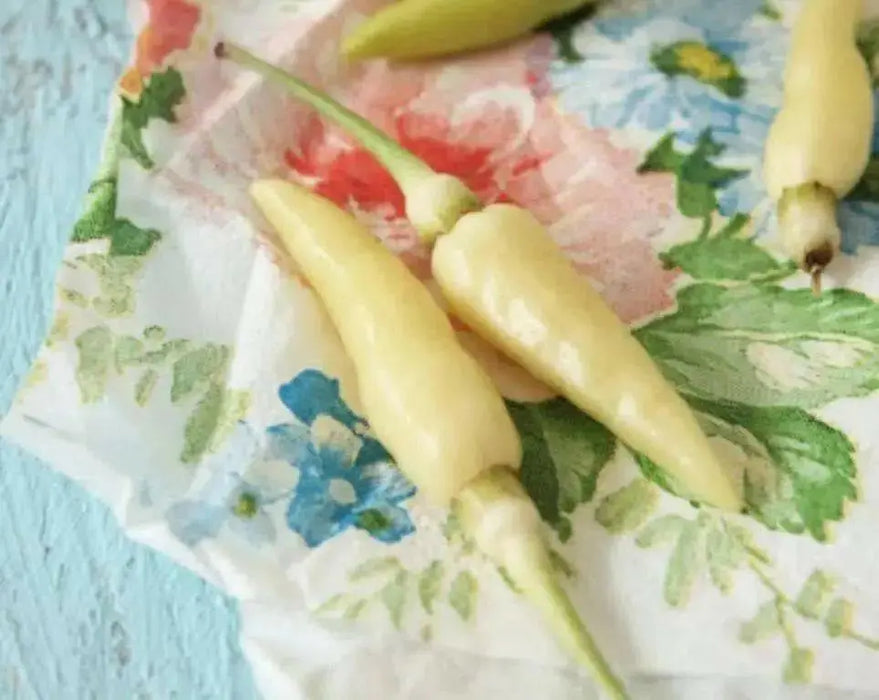 White birds eye chilly  (Capsicum annuum),VERY HOT - Caribbean garden seed