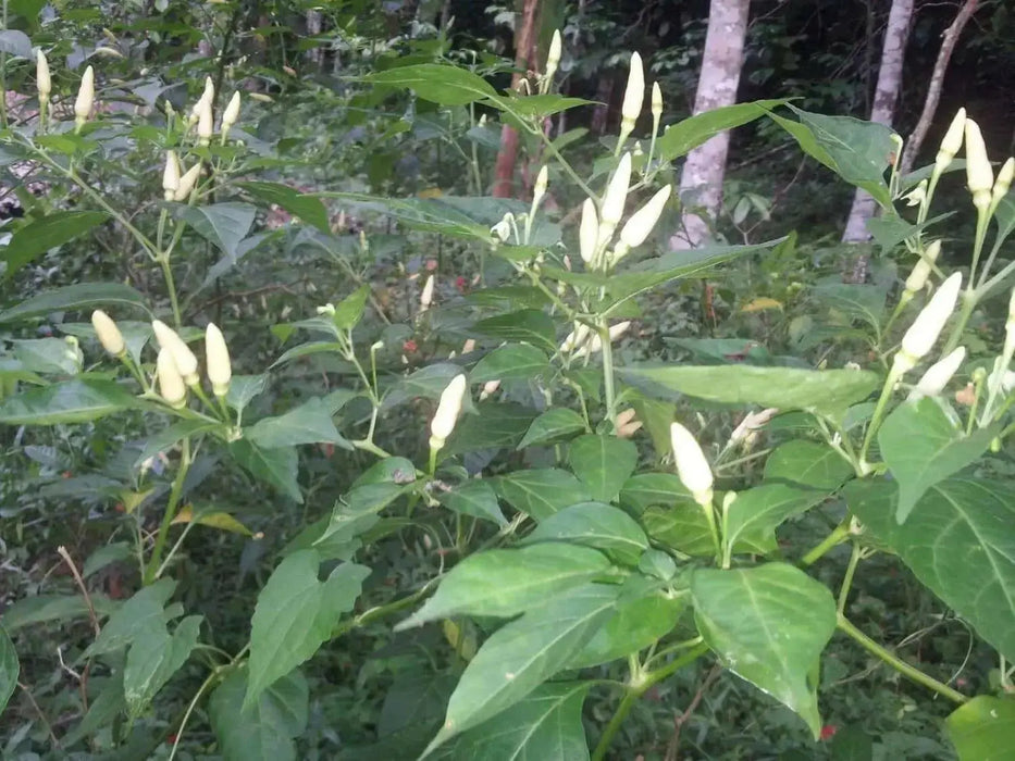 White birds eye chilly  (Capsicum annuum),VERY HOT - Caribbean garden seed