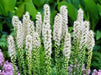 White Blazing Star Bulbs ,Perennial - Caribbean garden seed