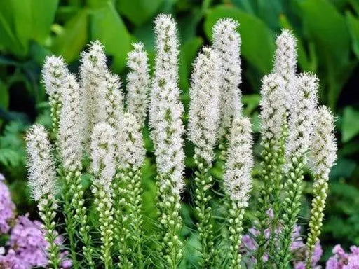 White Blazing Star Bulbs ,Perennial - Caribbean garden seed