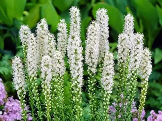White Blazing Star Bulbs ,Perennial - Caribbean garden seed
