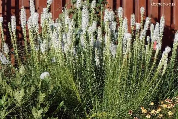 White Blazing Star Bulbs ,Perennial - Caribbean garden seed